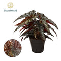 Beg Rex Black Forrest