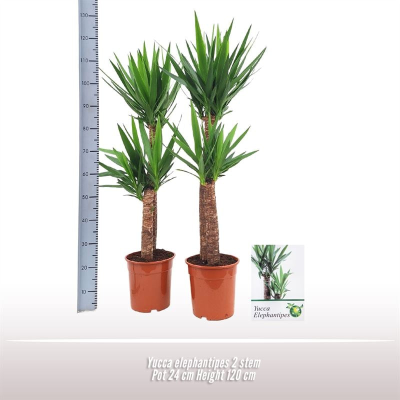 Yucca Elephantipes