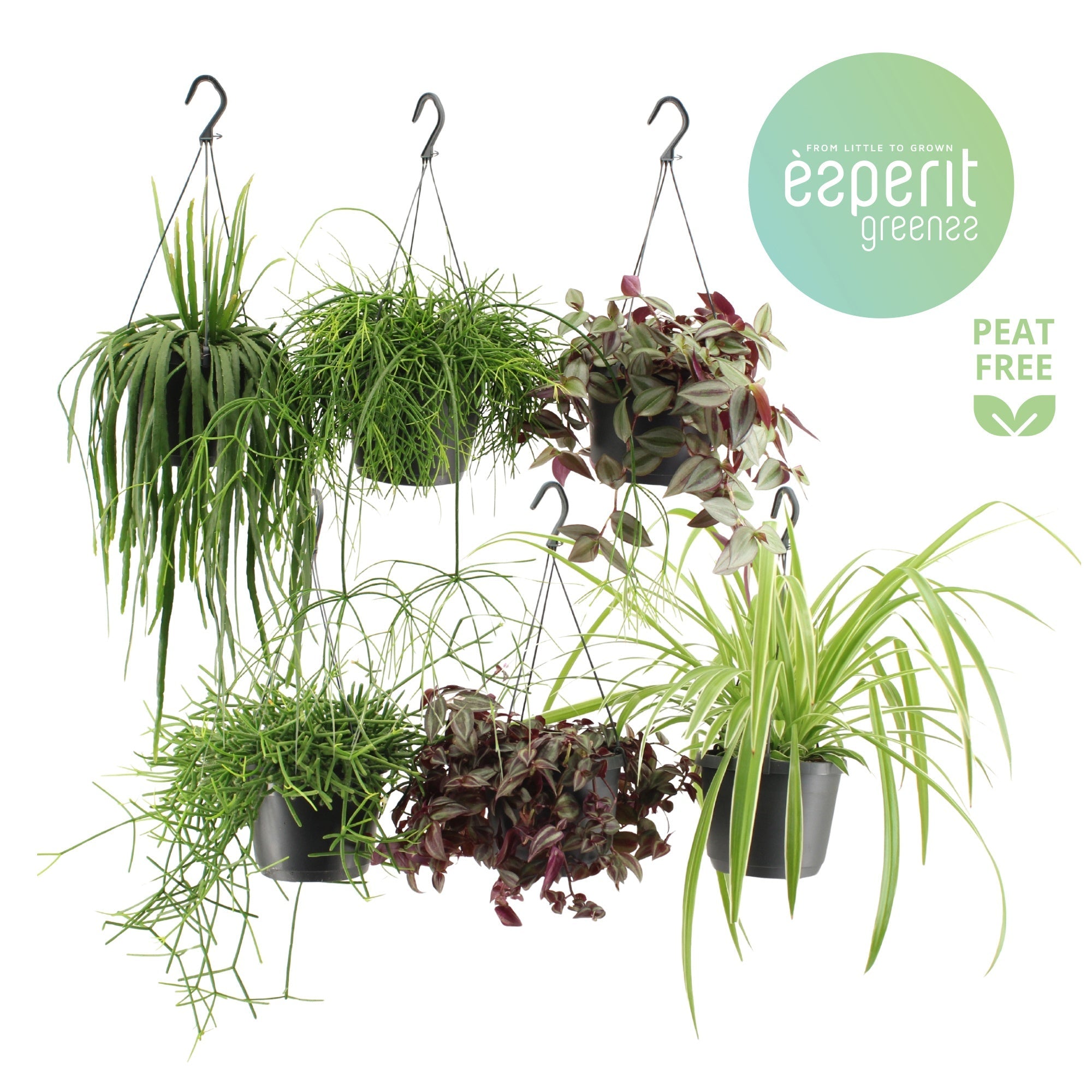 Ov Kamerplanten Gemengd Hangpot