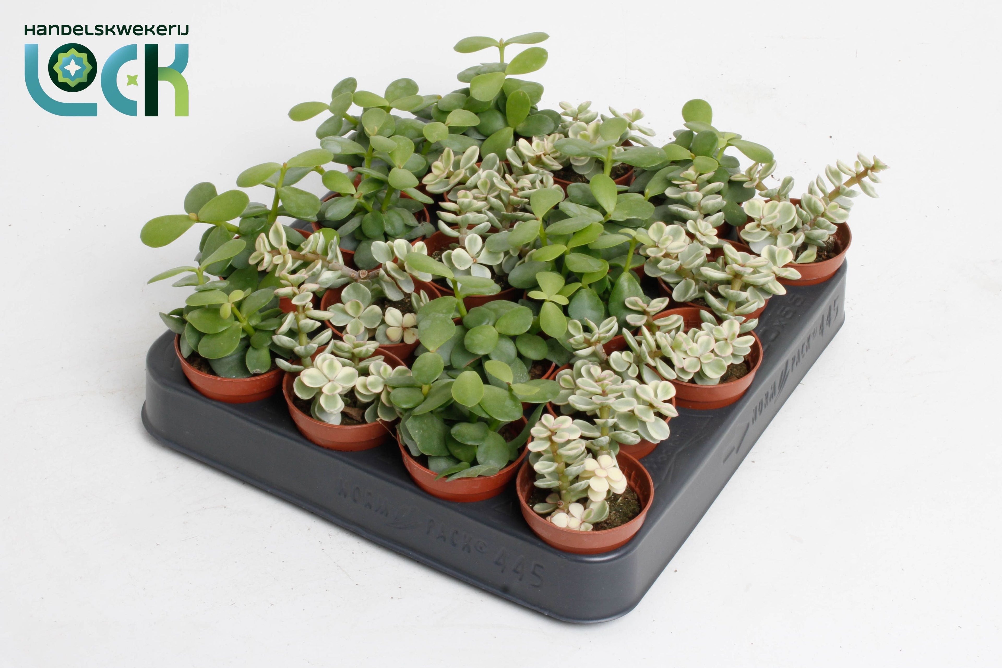 Portulacaria Afra Gemengd