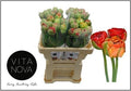 Tulip Frankrijk Du Gudoshnik Doub