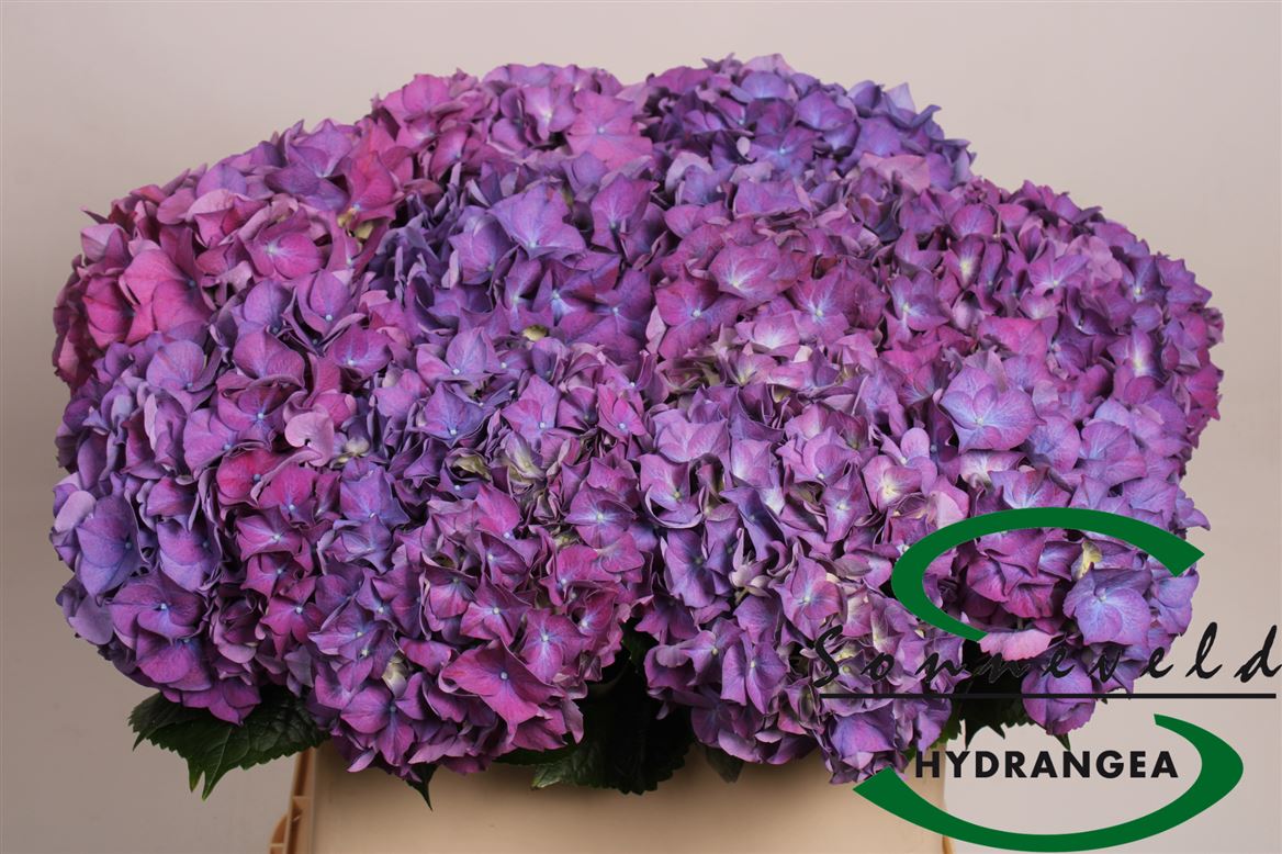 Hydrangea - Hydrangea - Rodeo
