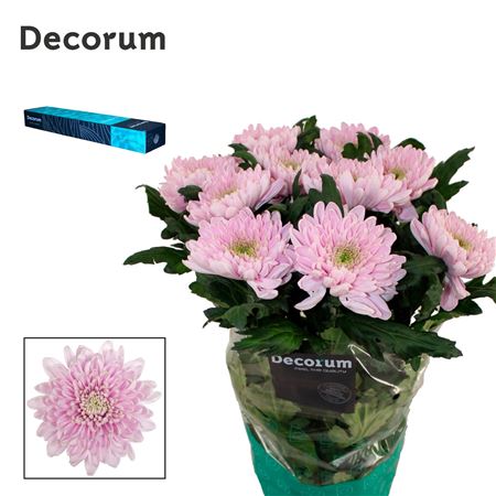 Chrysanthemum - Chrysanthemum (Indicum Grp) - Delirossano