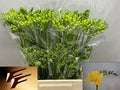 Freesia Yellow Wholesalers Choice