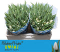 Tulip En White Prince