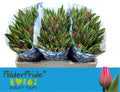 Tulip En Gomera Purple