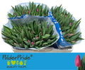 Tulip En Pink Ardour