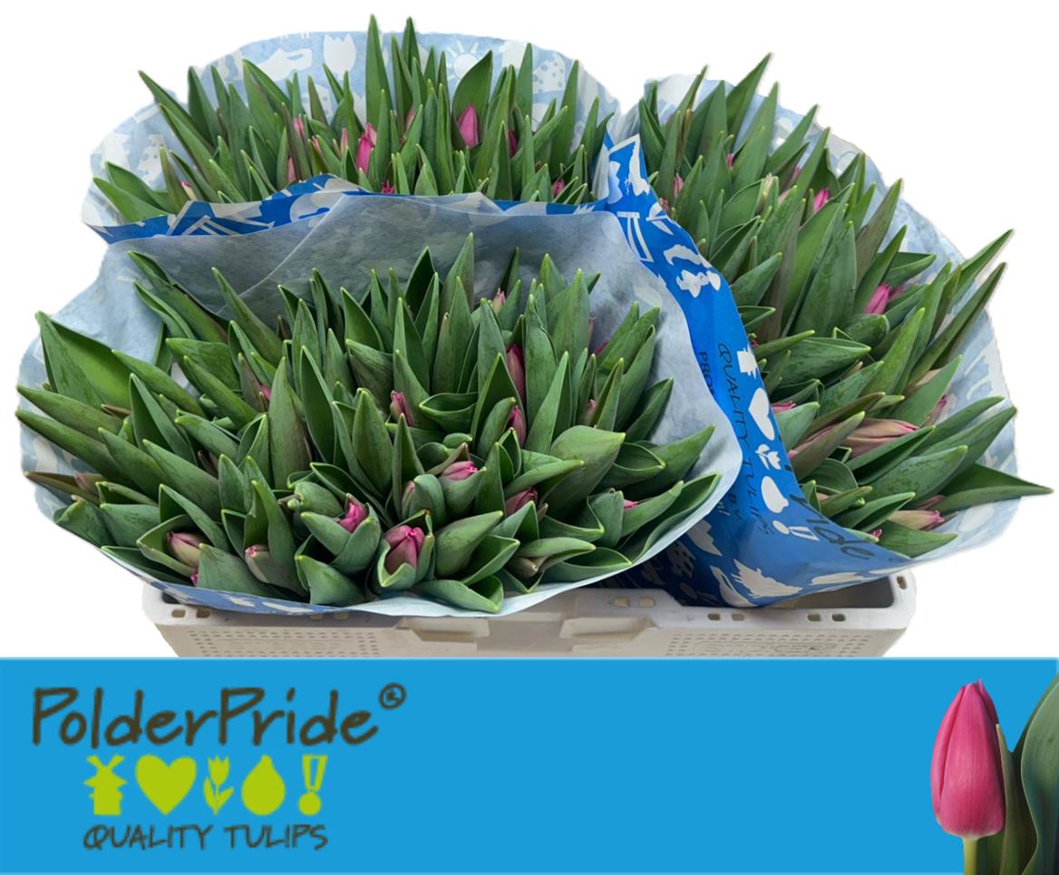 Tulip En Pink Ardour