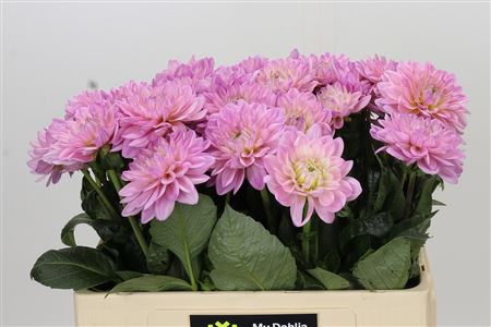 Dahlia Dec Prince Kate