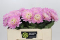 Dahlia Dec Prince Kate