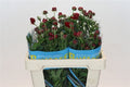 Ranunculus Butterfly Hades