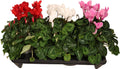 Cyclamen Per Ss Donker Roze l