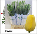 Tulip Frankrijk En Ouveze