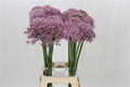 Allium Pink Jewel