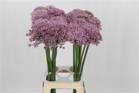 Allium Pink Jewel