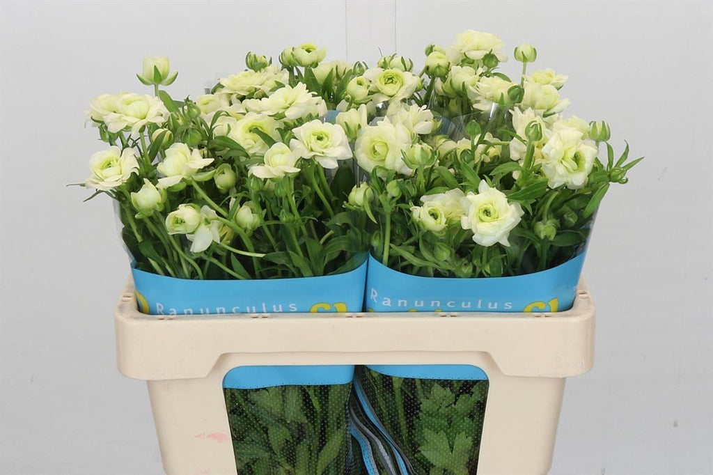 Ranunculus - Ranunculus - Butterfly Graces
