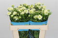 Ranunculus - Ranunculus - Butterfly Graces