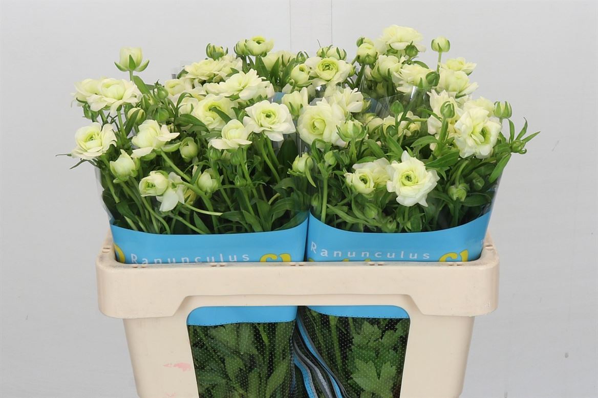 Ranunculus - Ranunculus - Butterfly Graces