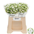 Kalanchoe Cryst White Meadow