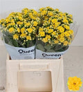 Kalanchoe Blazi Yellow Meadow