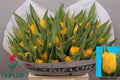 Tulip Fr Golden State