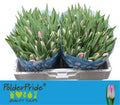 Tulip En Dynasty
