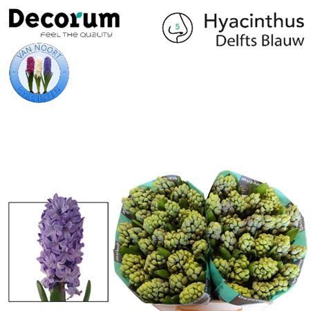 Hyacinth Delft Blue