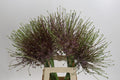 Allium Schubertii (10 Stems)