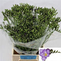 Freesia Blue Wholesalers Choice