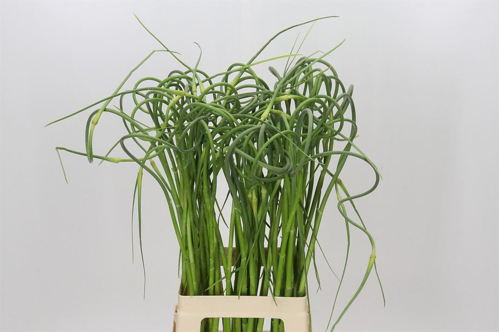 Allium Green Cut Stems – Approx. 80cm