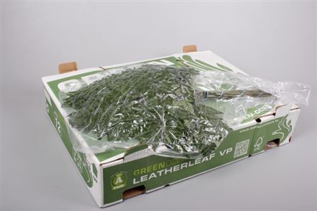GR Leather Leaf