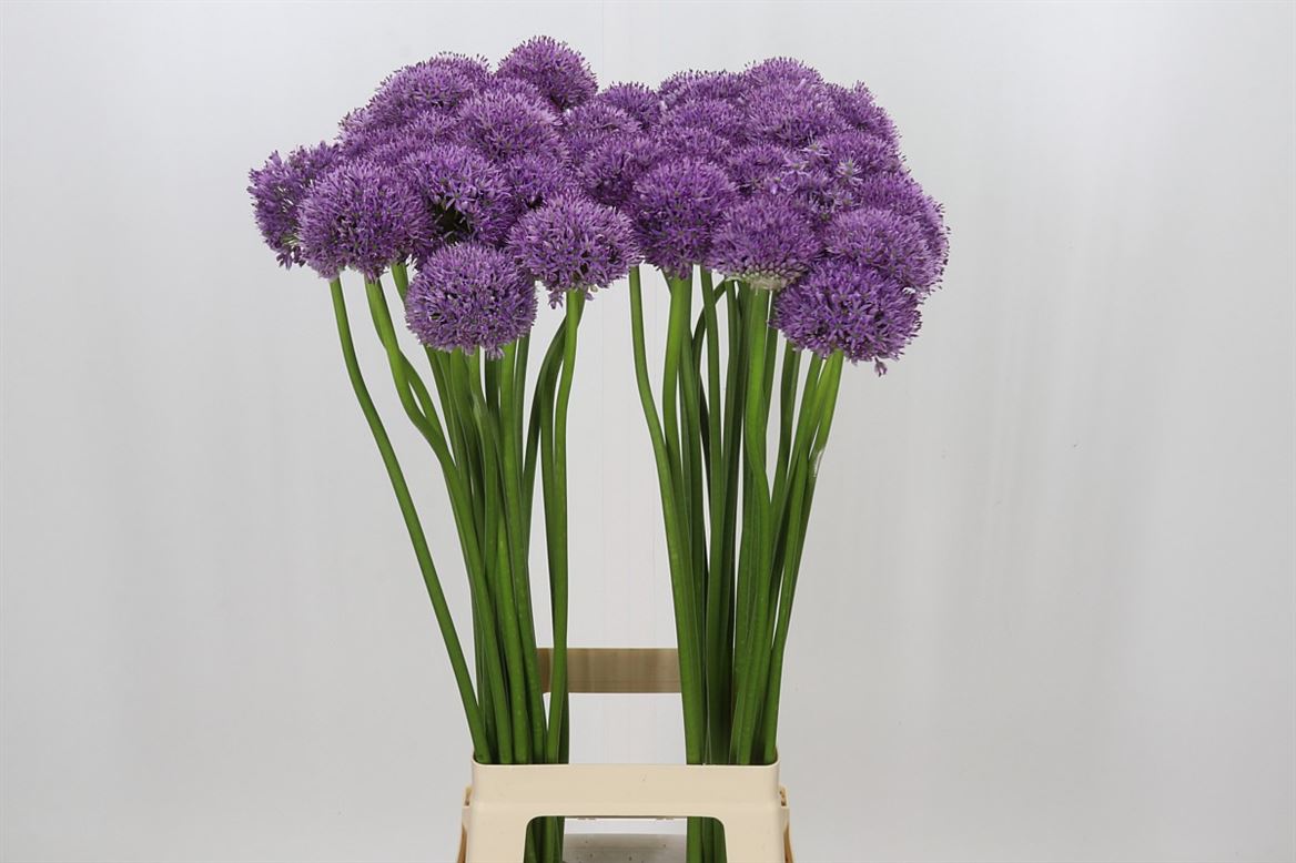 Allium Gladiator Ex