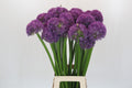 Allium Globemaster