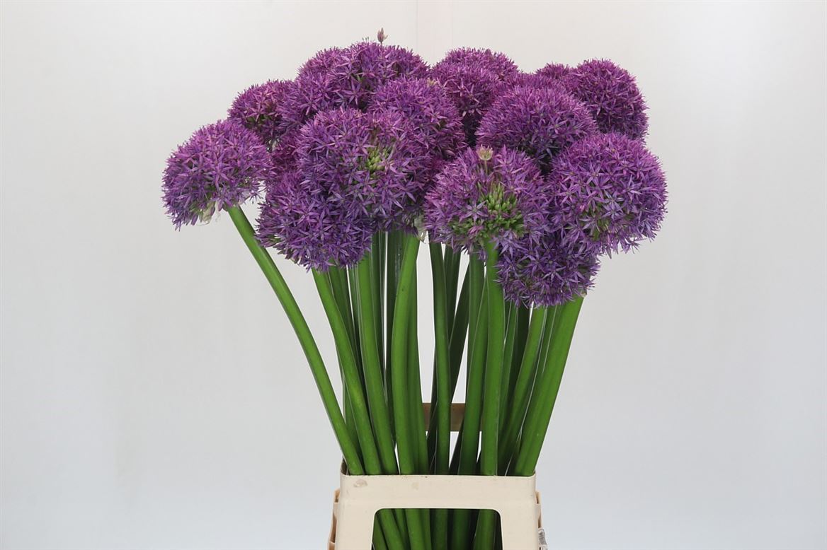 Allium Globemaster