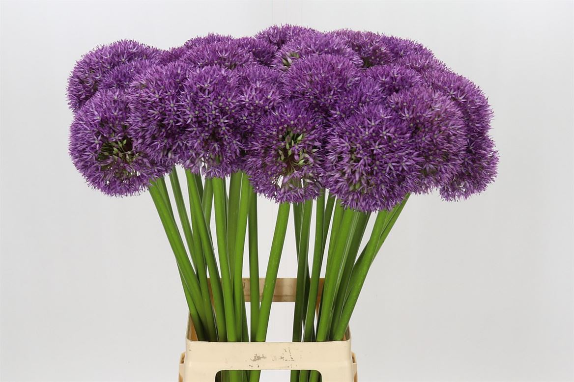 Allium Pinball Wizar