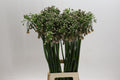 Allium Nect Siculum Bulgar