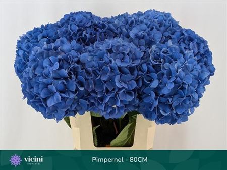 Hydrangea - Hydrangea - Pimpernel