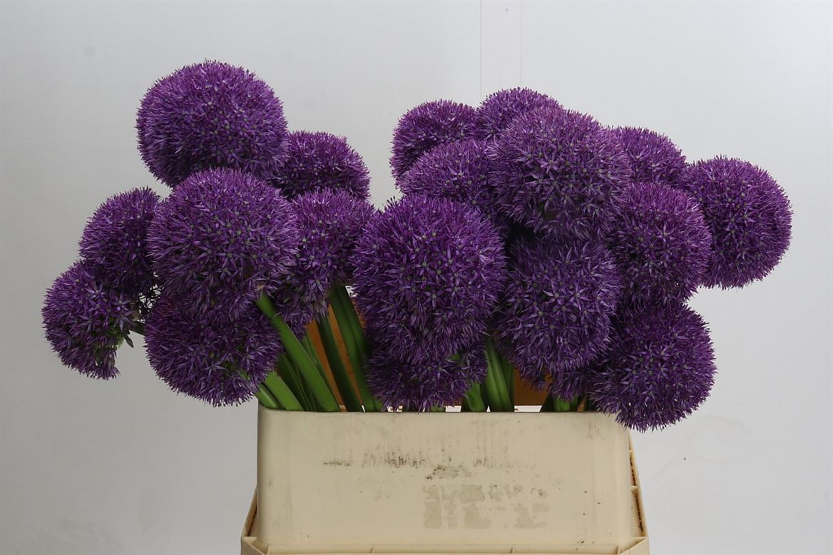 Allium Grootbloemig