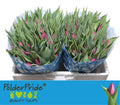 Tulip En Purple Prince