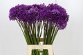 Allium Purple Sens