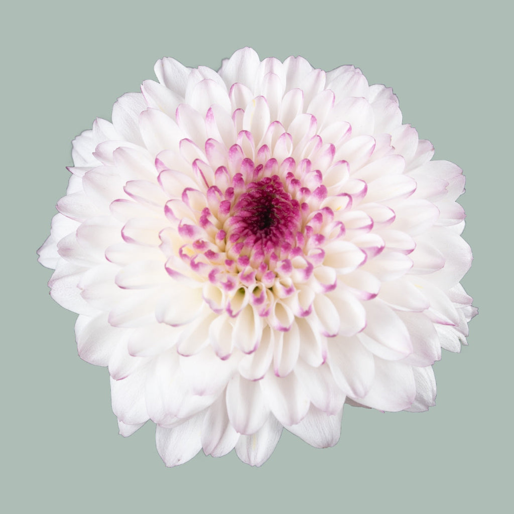 Chrysanthemum Spray Abbey