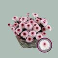Chrysanthemum Spray Abbey