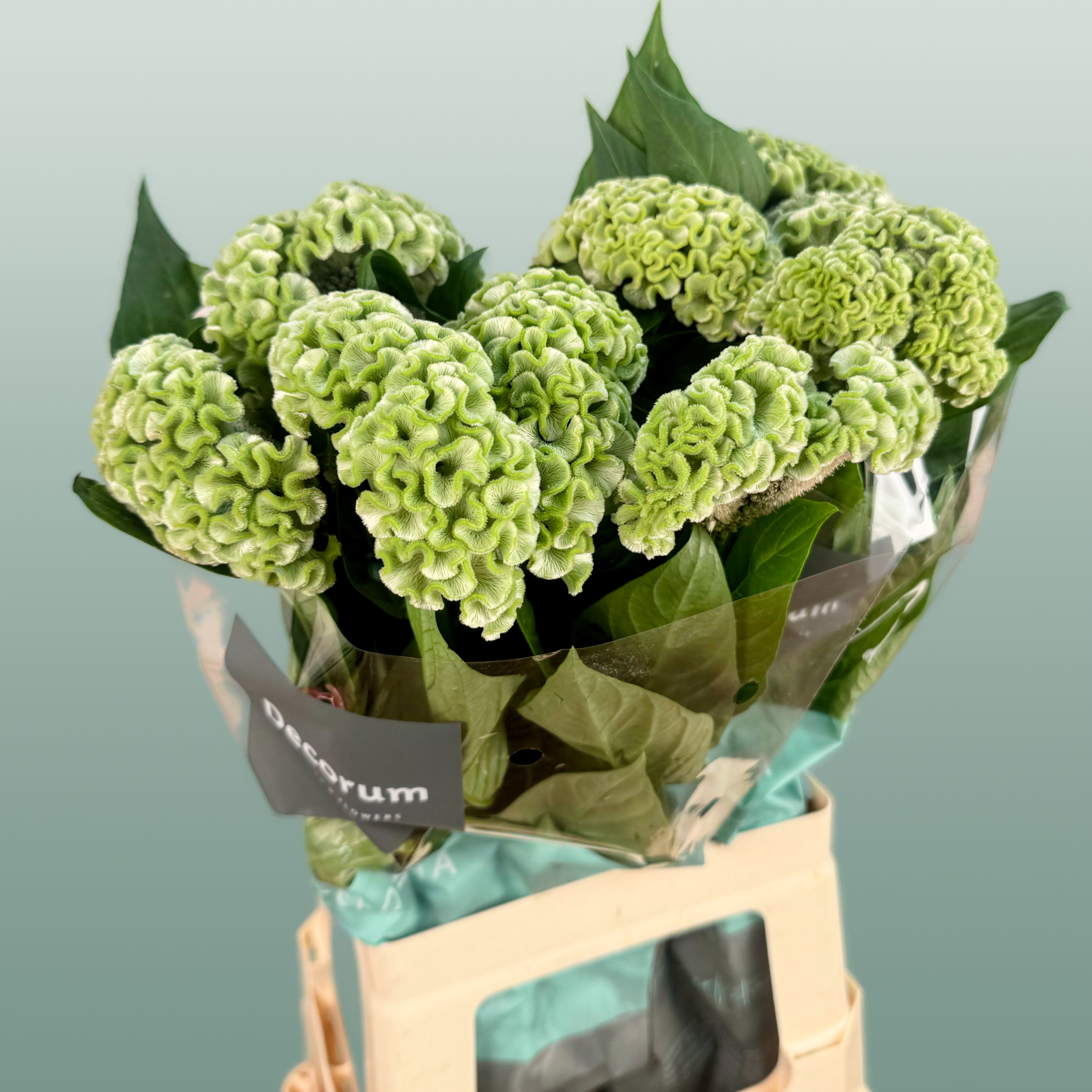 Celosia Act Verda (20 Stems)