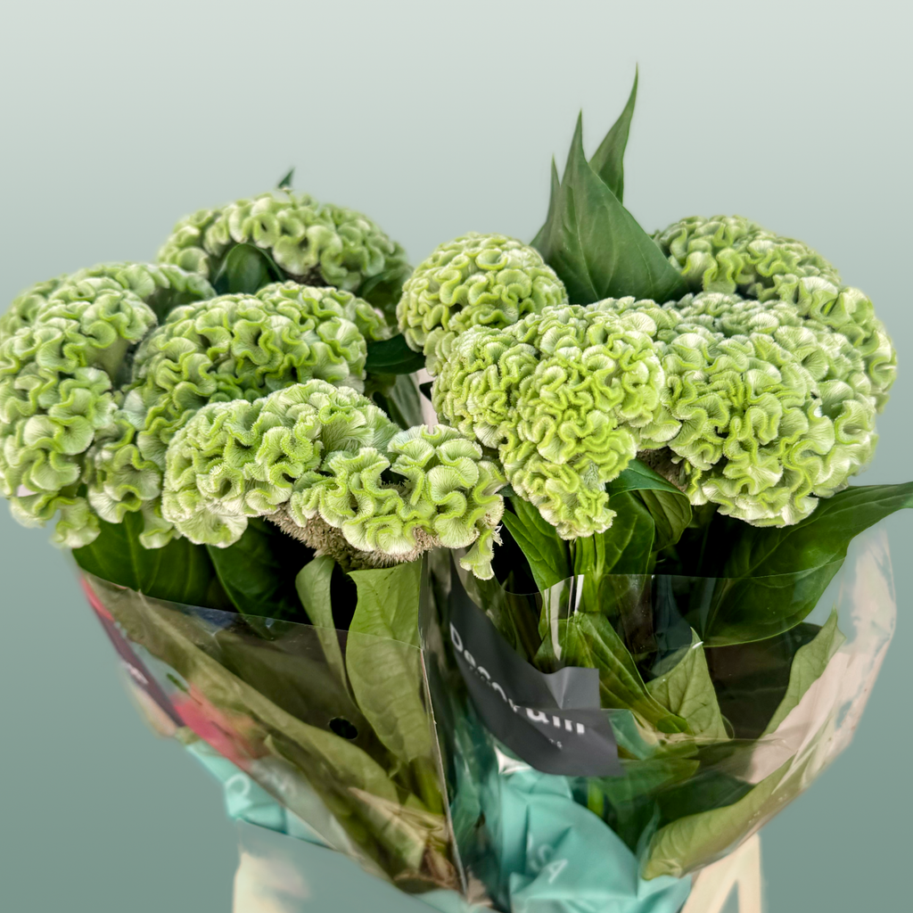 Celosia Act Verda (20 Stems)
