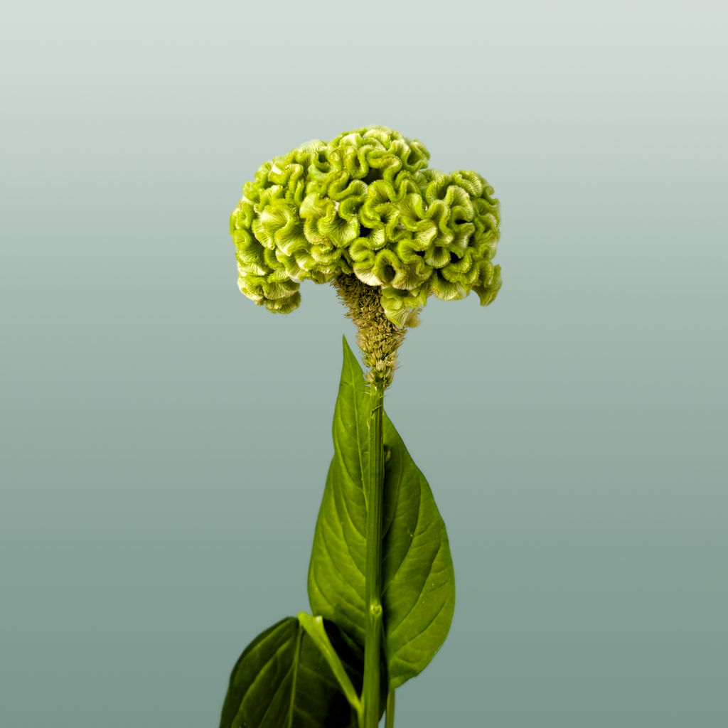 Celosia Act Verda (20 Stems)