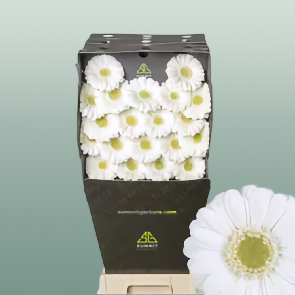 Germini Albino