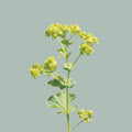Alchemilla mollis ‘Robustica’ Green Foliage Stems – 55cm