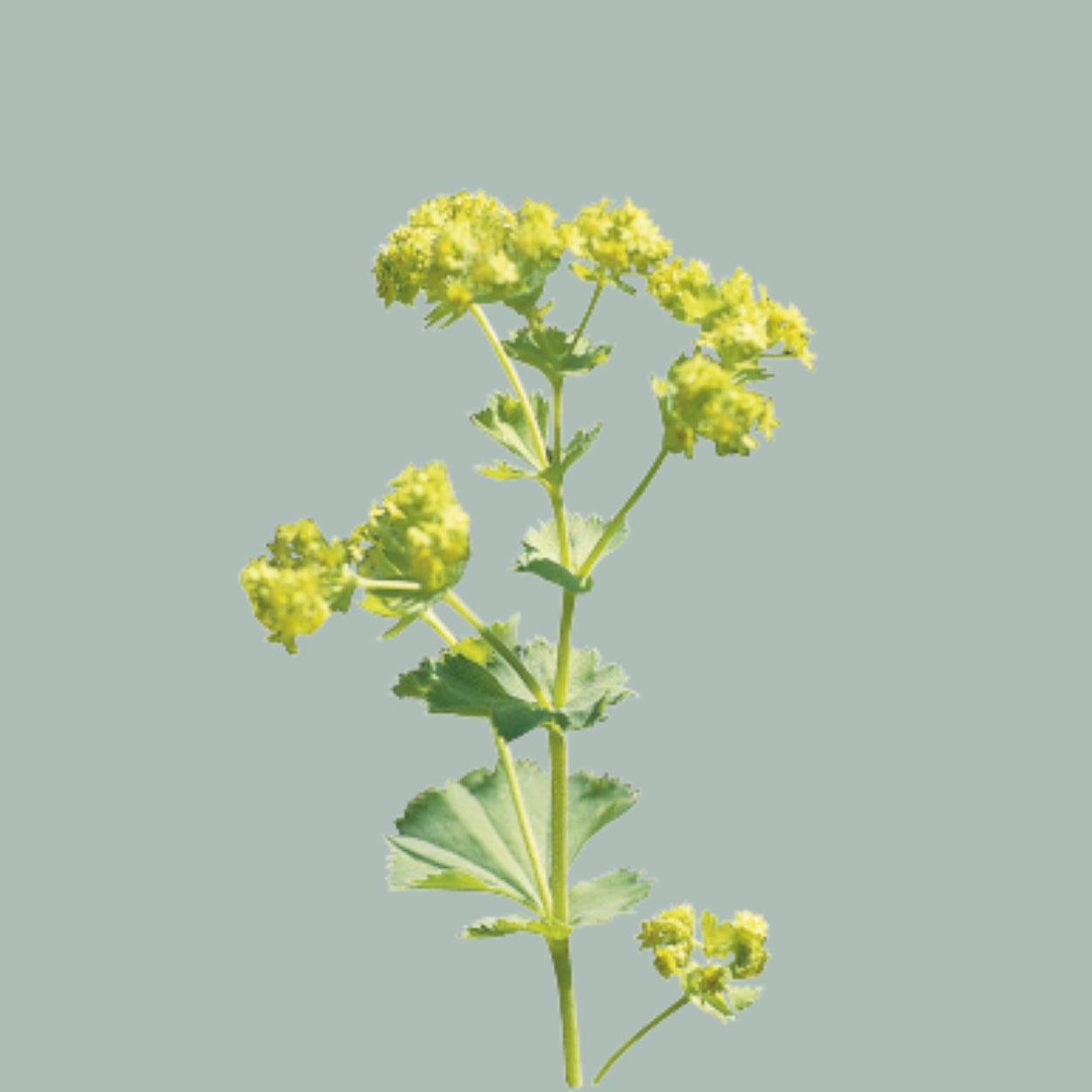 Alchemilla mollis ‘Robustica’ Green Foliage Stems – 55cm