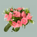 SweetWilliam Sweet Will Coral (50 Stems)