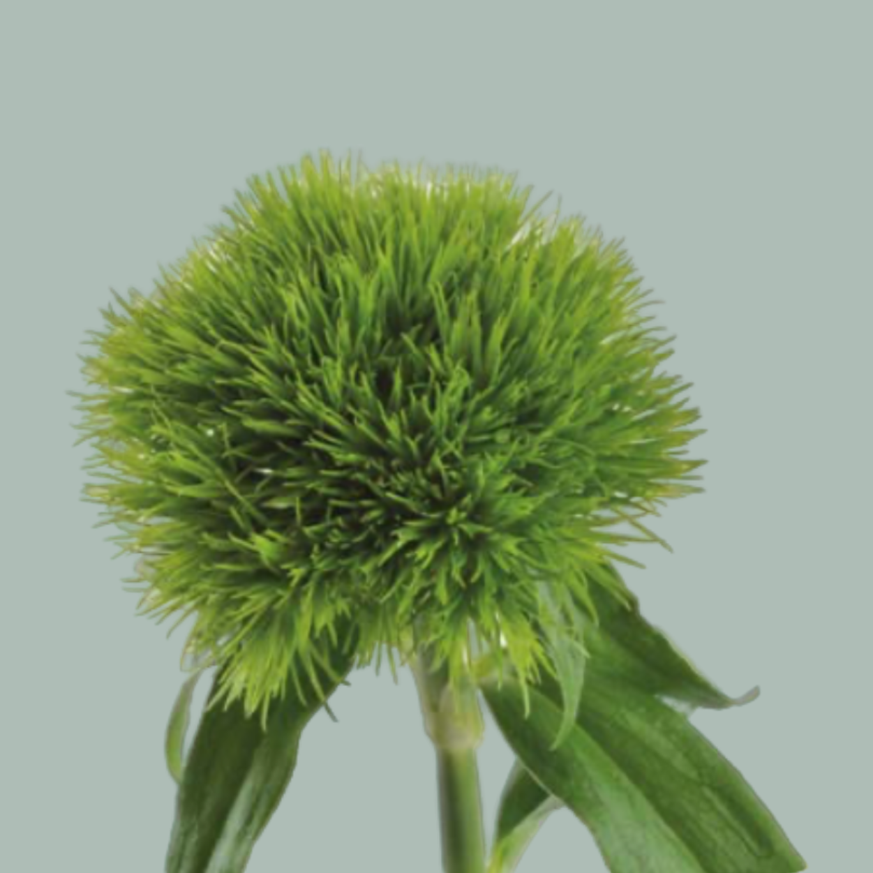 Sweet William ‘Kiwi Mellow’ Green Cut Flowers – 50cm